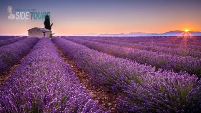 Lavender fields Side Turkey