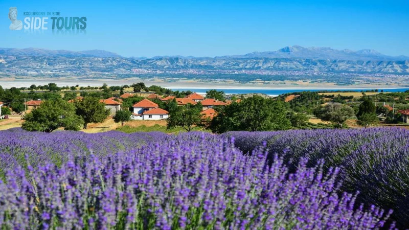 Lavender fields Manavgat