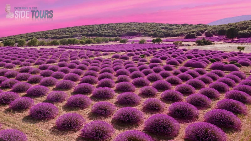 Lavender fields Manavgat