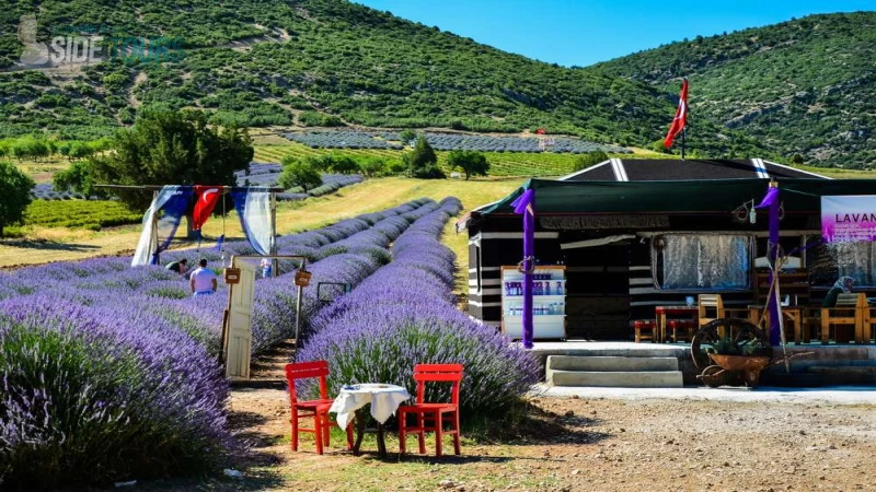 Lavender fields Manavgat