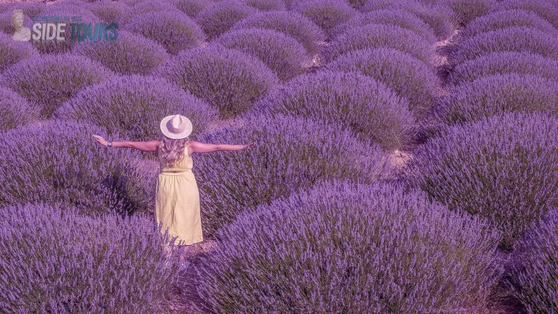 Lavender fields Manavgat