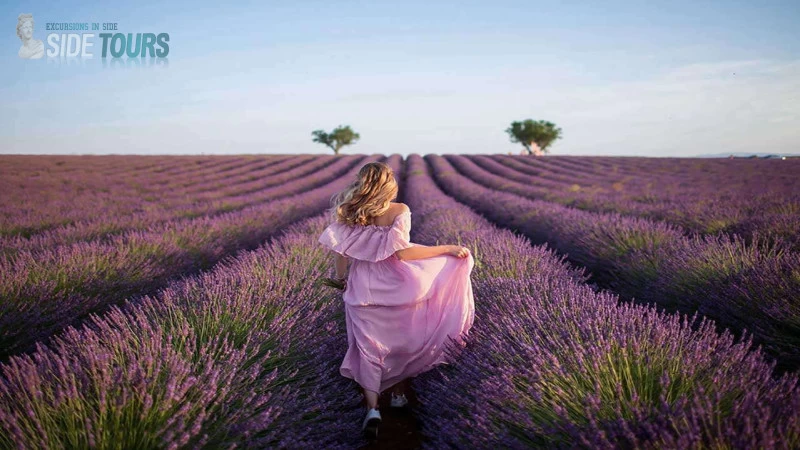 Lavender fields Manavgat