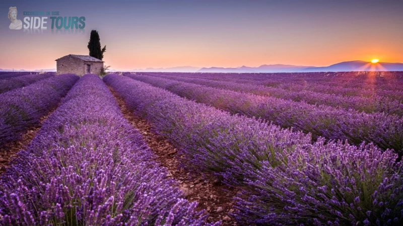 Lavender fields Manavgat
