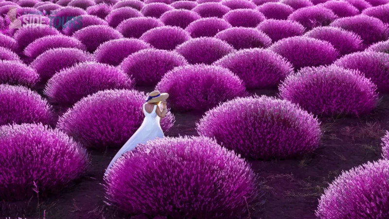 Lavender fields Manavgat