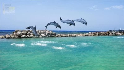 Wyspa Delfinów Manavgat Turcja