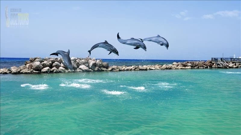 Wyspa Delfinów Side Turcja